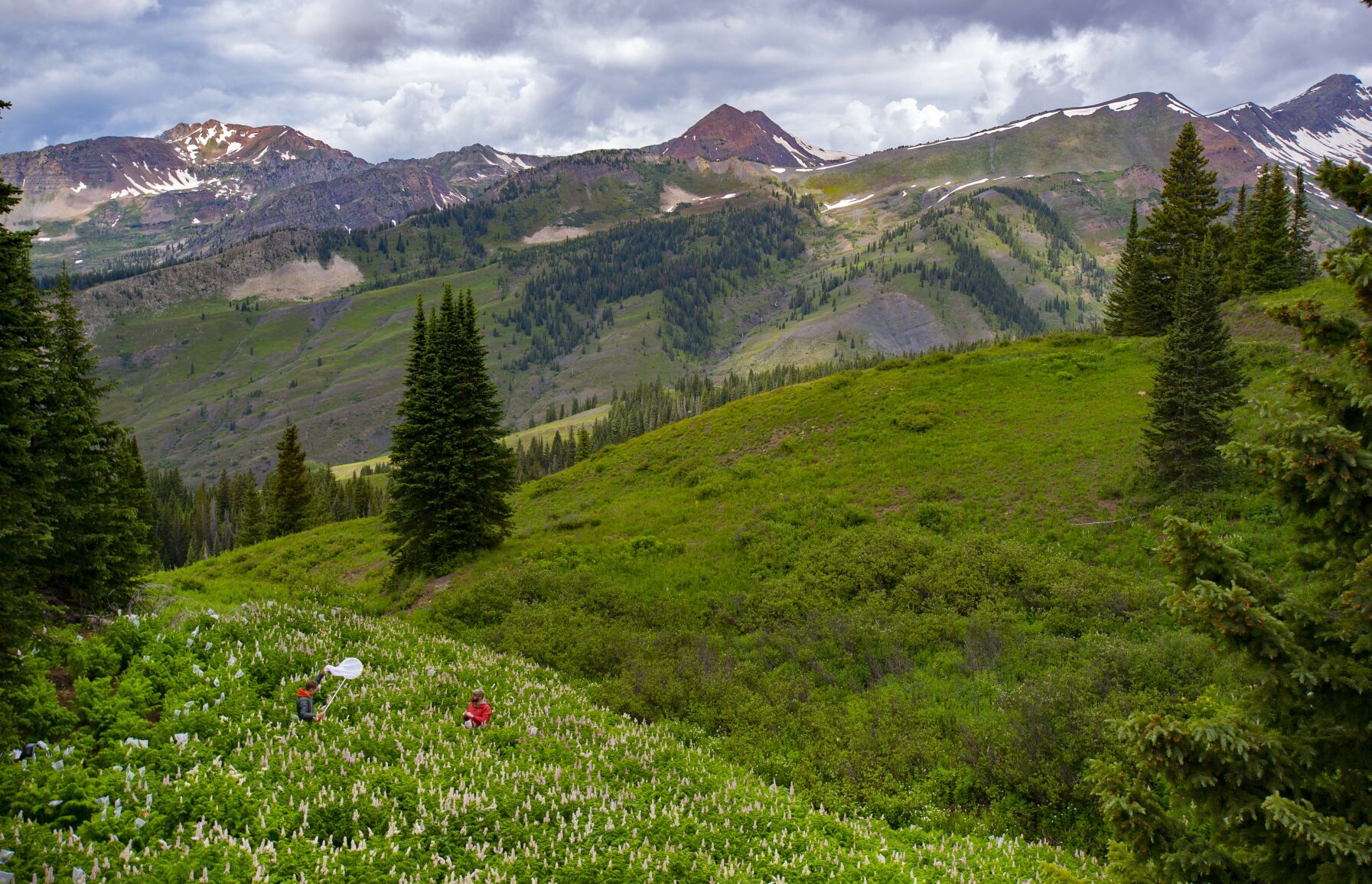 06_30_21 crested butte02447.jpg